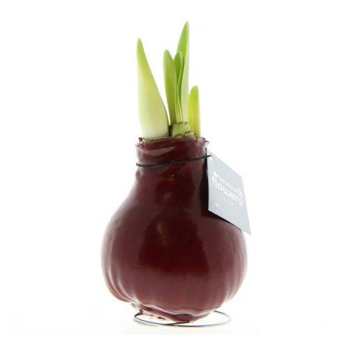 Amaryllis bulb in gift box - Image 11